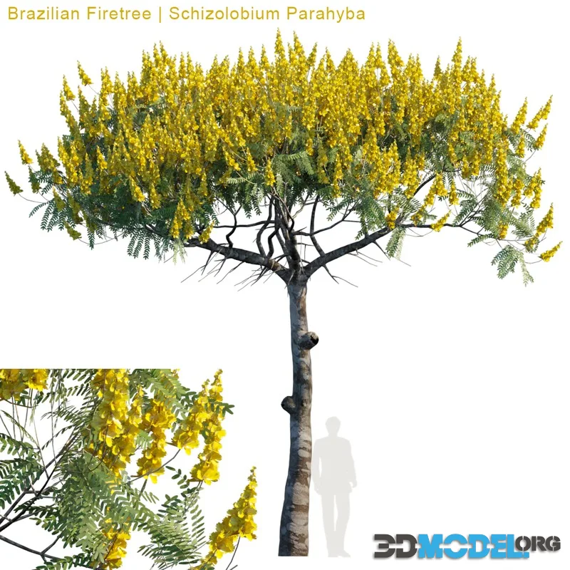 Brazilian Firetree Schizolobium Parahyba # 2