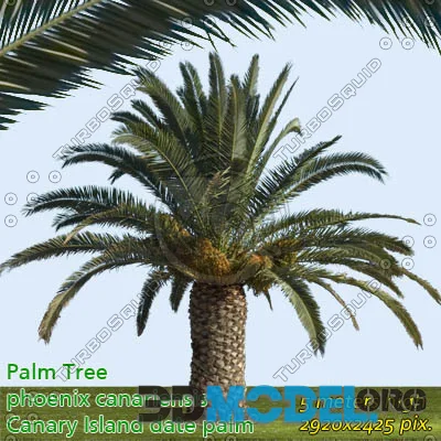Canary Date Palm 5m - High Resolution (PBR)
