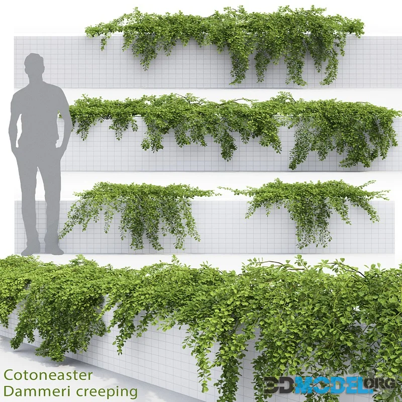 Cotoneaster Dummer 3