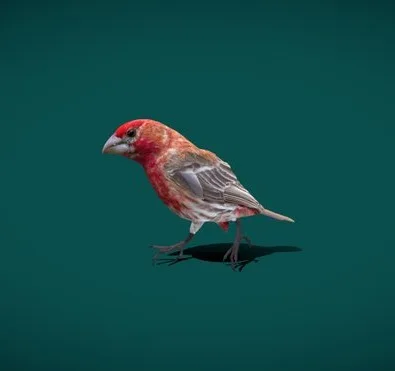 Finches Birds (Lowpoly) (PBR)