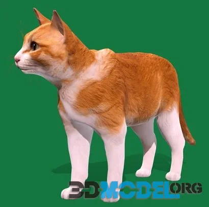 Ginger Cat (Lowpoly) (PBR)
