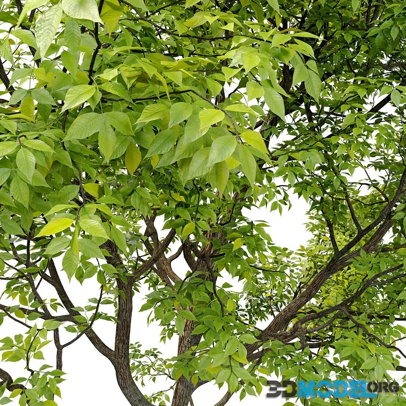 Green Ash (Fraxinus pennsylvanica) _3