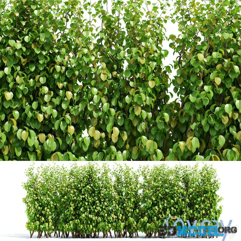 Hedge 2 elements
