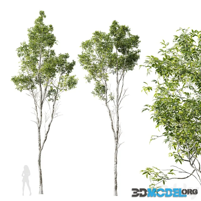 HQ Plants Castanea Sativa