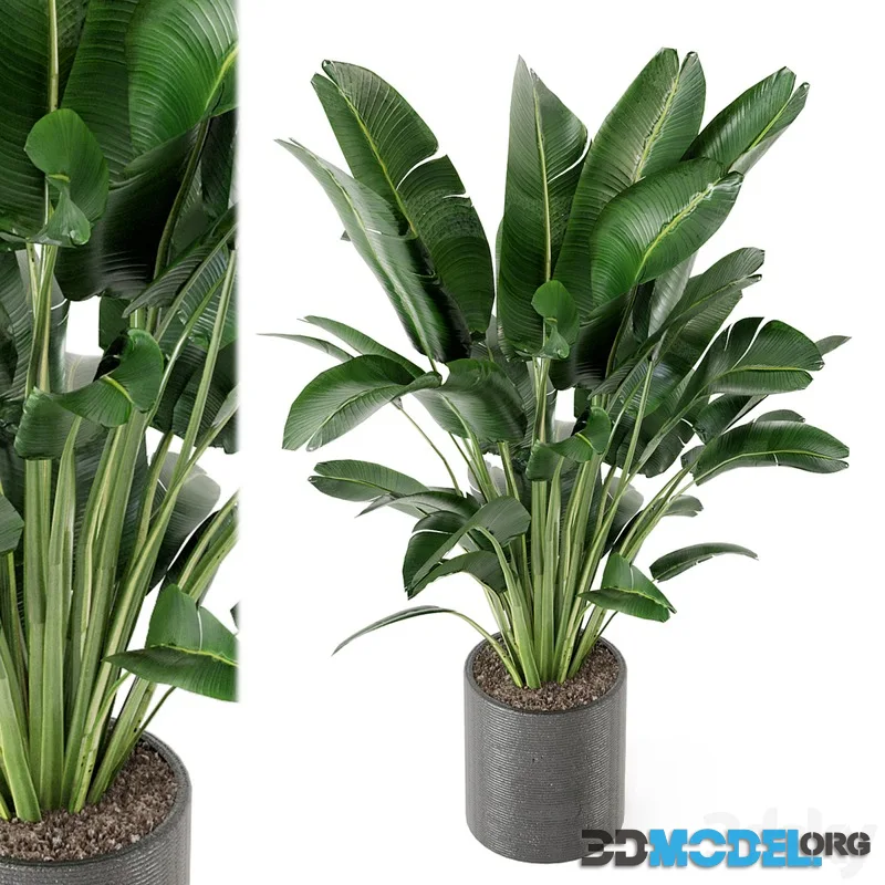 Indoor Plants Collection - Set 009
