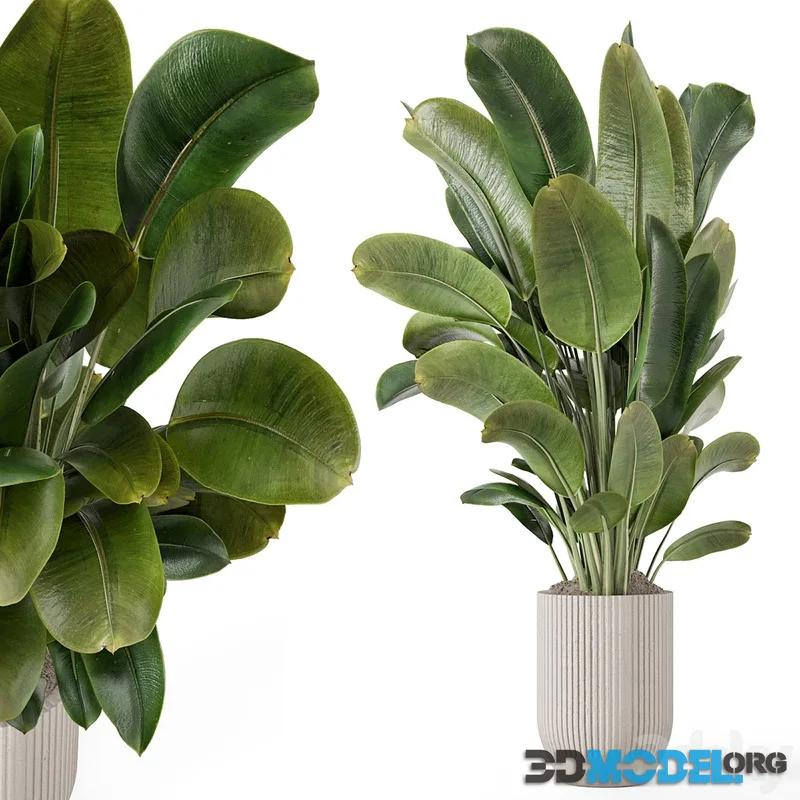 Indoor Plants in Handmade Stone Pot - Set 1850