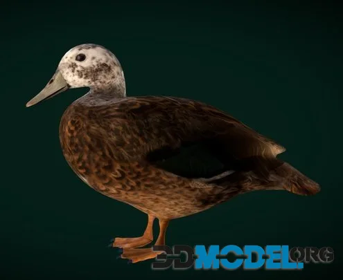 Laysan Teal Duck Bird ( Critically Endangered ) (PBR)
