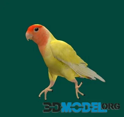 Love Birds Parrot (PBR)