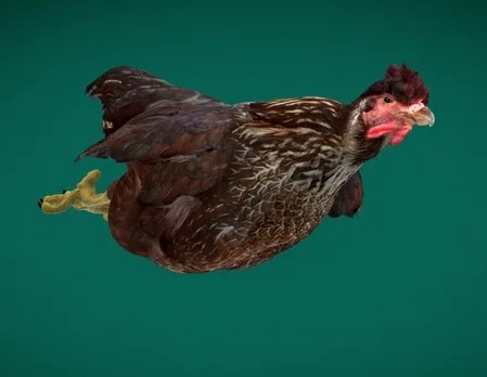 Marans Black Chicken (PBR)