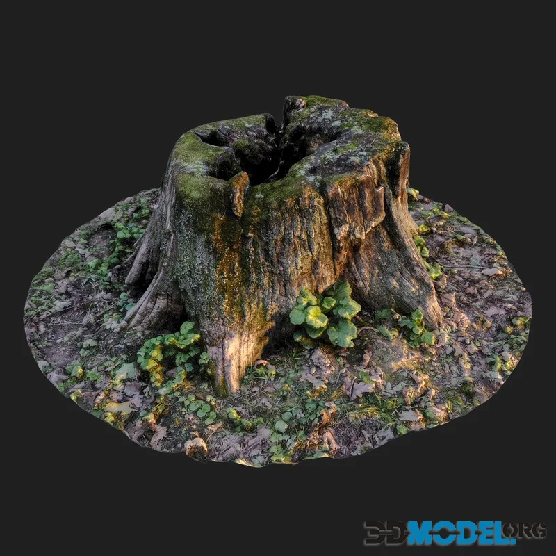 Mossy forest stump