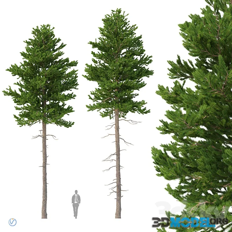 Norway spruce Set 2 V-Ray
