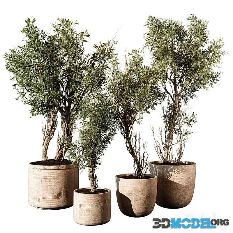 Outdoor Plant 207