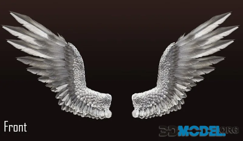 Pair of Bird Wing [C4D]