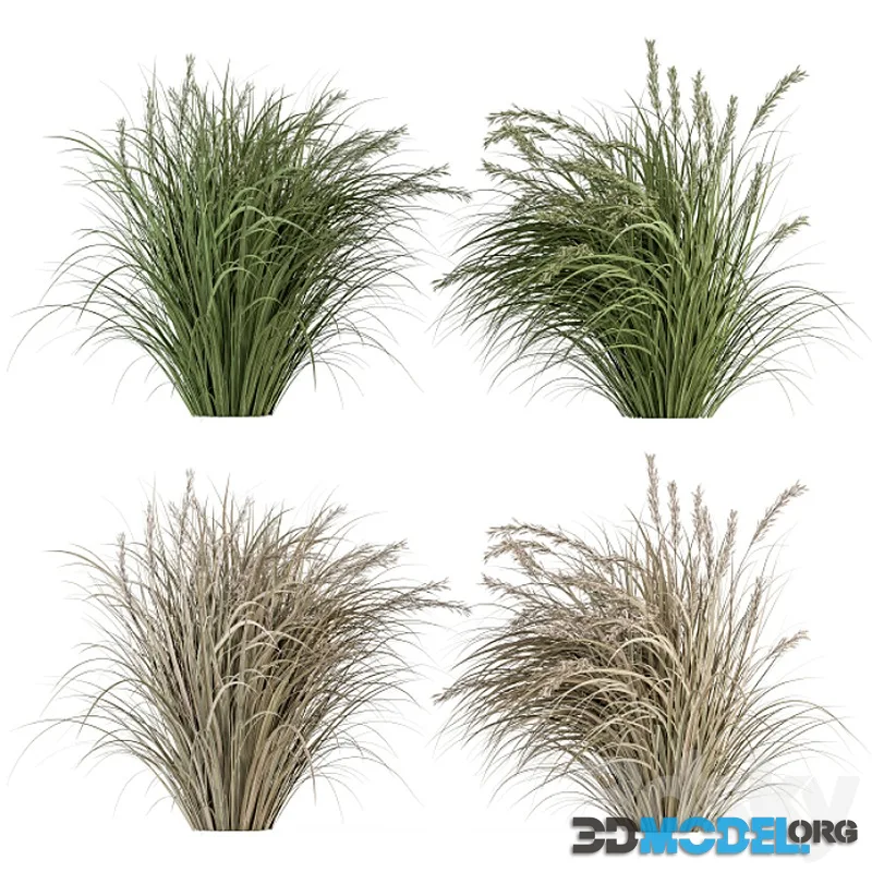 Pampas Bush Dried and Fresh – Bush Set 42