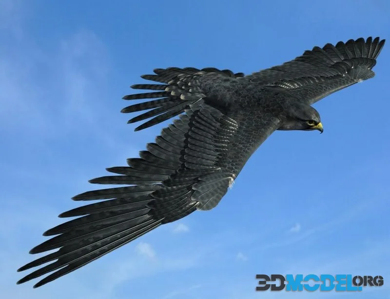 Peregrine Falcon