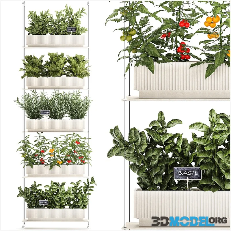 Plant collection 1411