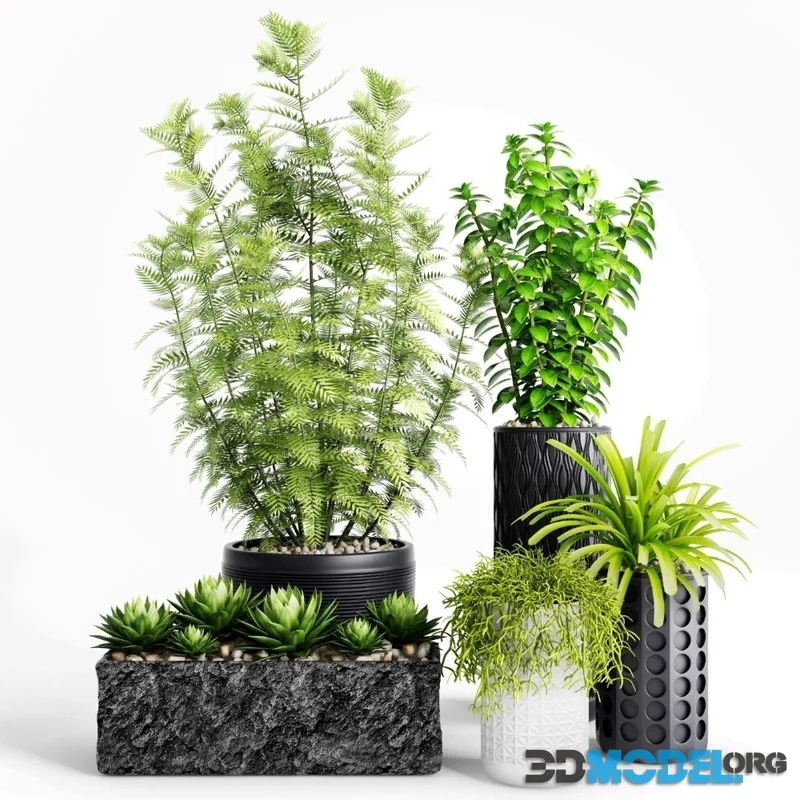 Plants and Planters _ 5