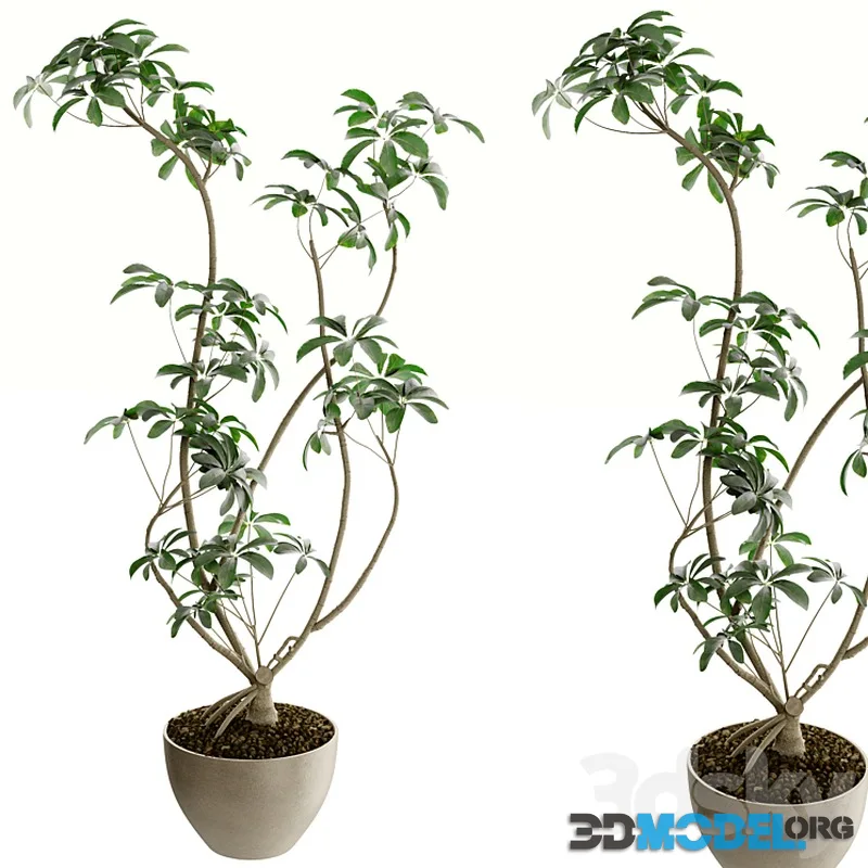 Plants set 04