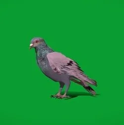 Rock Dove Bird (PBR)