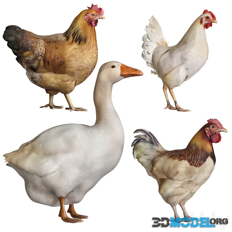 Rooster goose chicken