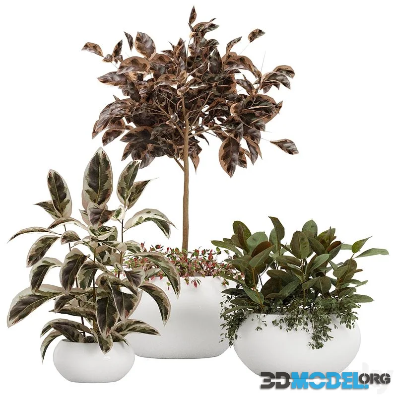Rubber Plants Collectıon + Pots