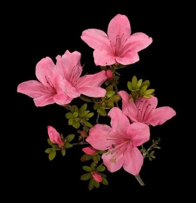 Satsuki Azalea, Rhododendron Indicum (PBR)