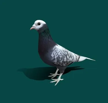 Saxon Monk Pigeon (PBR)