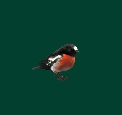 Scarlet Robin Birds (PBR)
