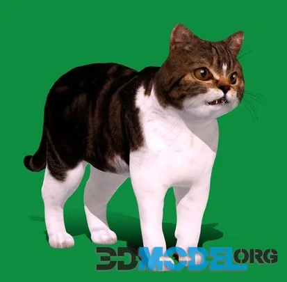 Scottish Straight Cat (Low Poly) (PBR)