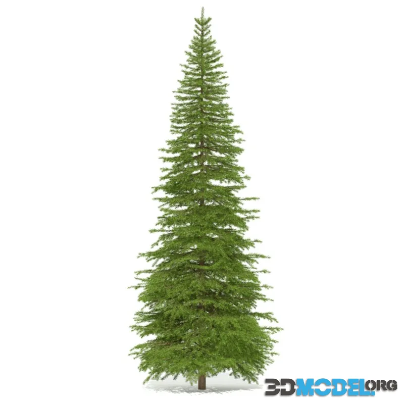 Spruce_5_metre