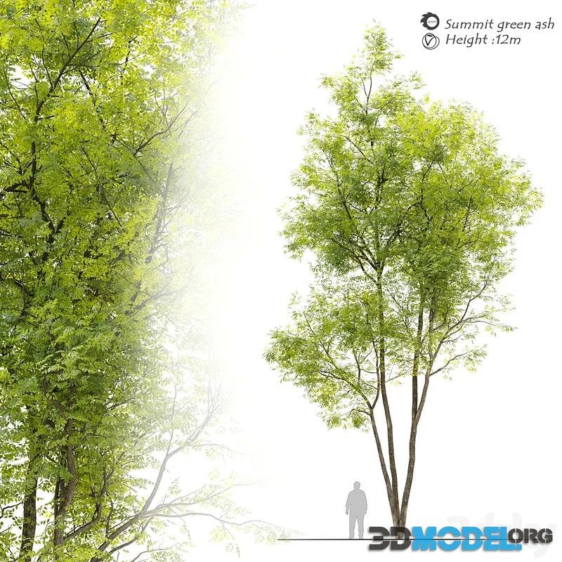 Summit green ash (Fraxinus pennsylvanica Summit) 12m
