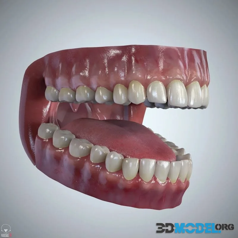 Teeth and tongue set (PBR)