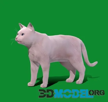 Turkish Angora Cat (PBR)