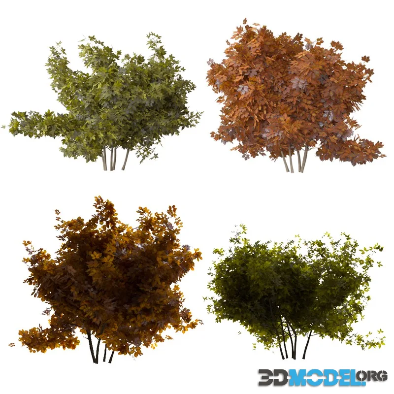 Two bush