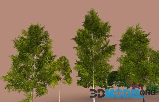 Various Forest Assets Pack (PBR)