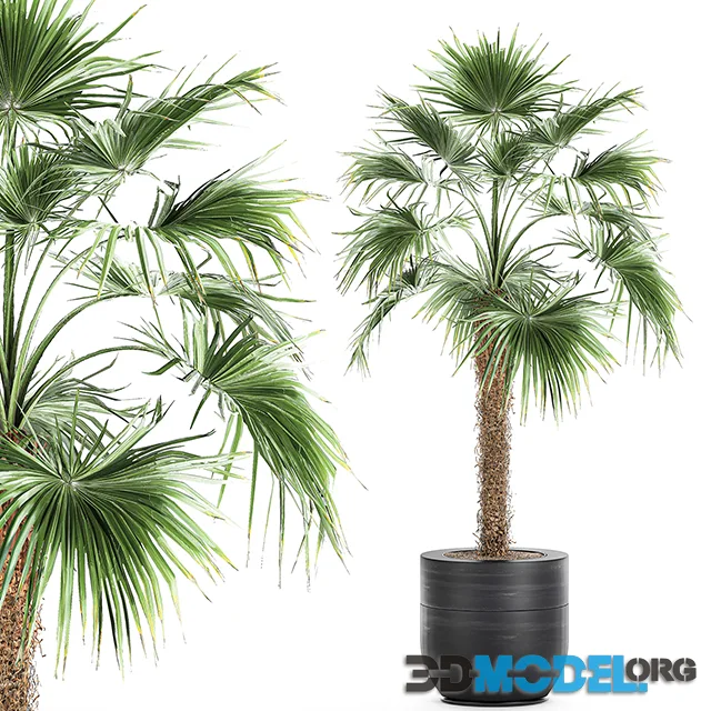 A beautiful little lush indoor fan palm in a black flower pot. Set 714