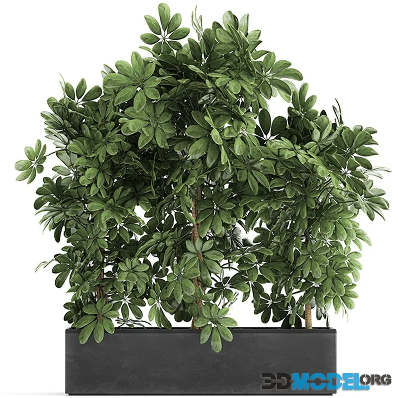 A beautiful lush shrub of an ornamental plant in a black Scheffler pot. Set 762