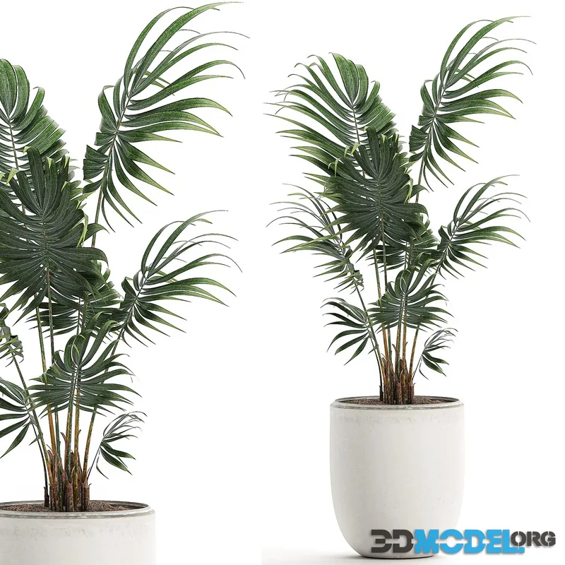 A beautiful small decorative indoor palm tree in a white modern pot with Hovea, kentia, neanta. Set 519