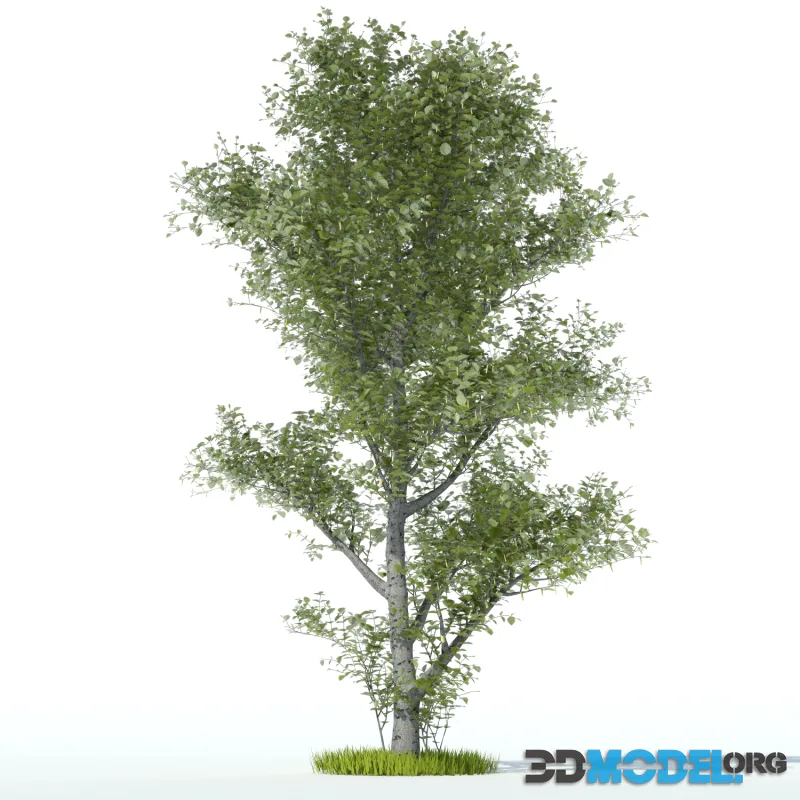 Aspen Tree