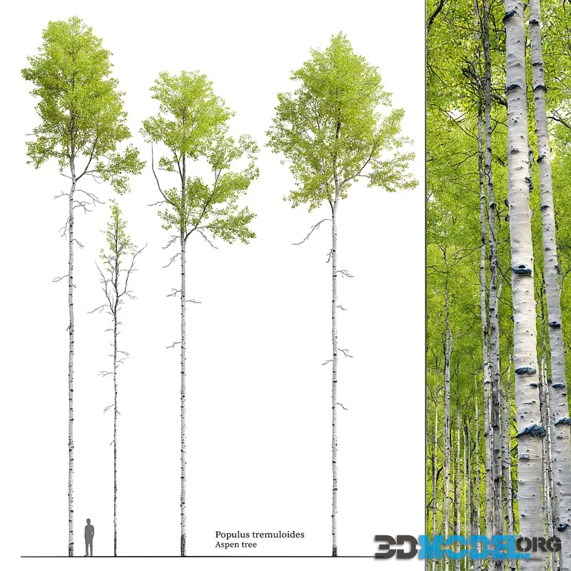 Aspen tree 04