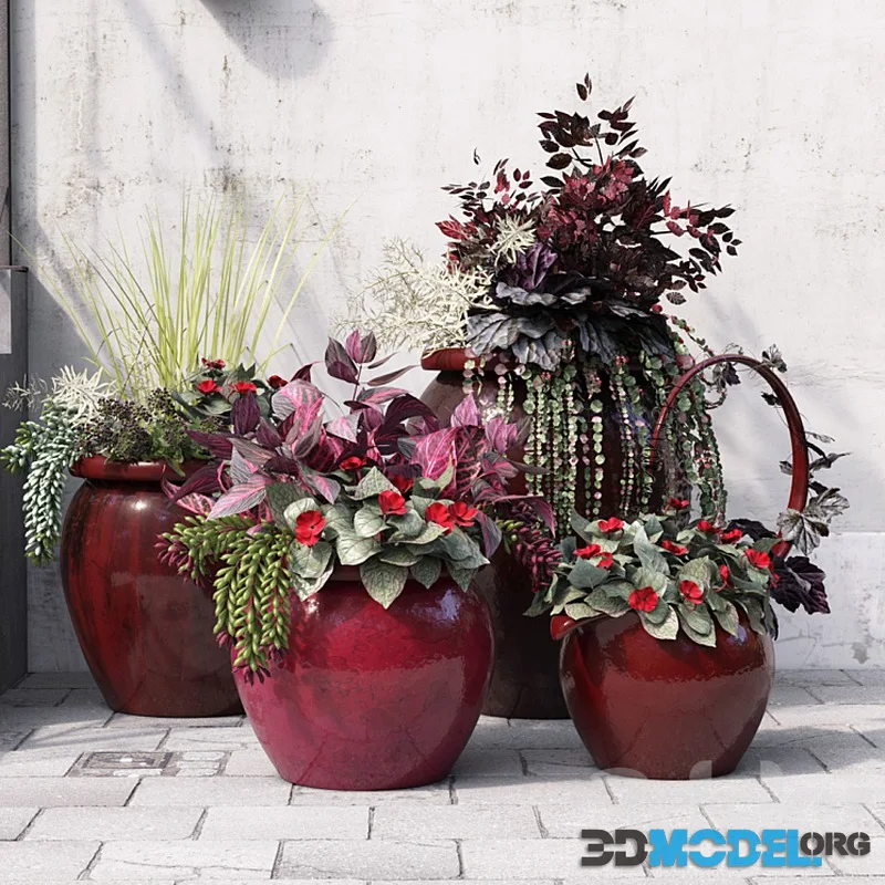 August, flowers pot , succulent, ivy, petunia