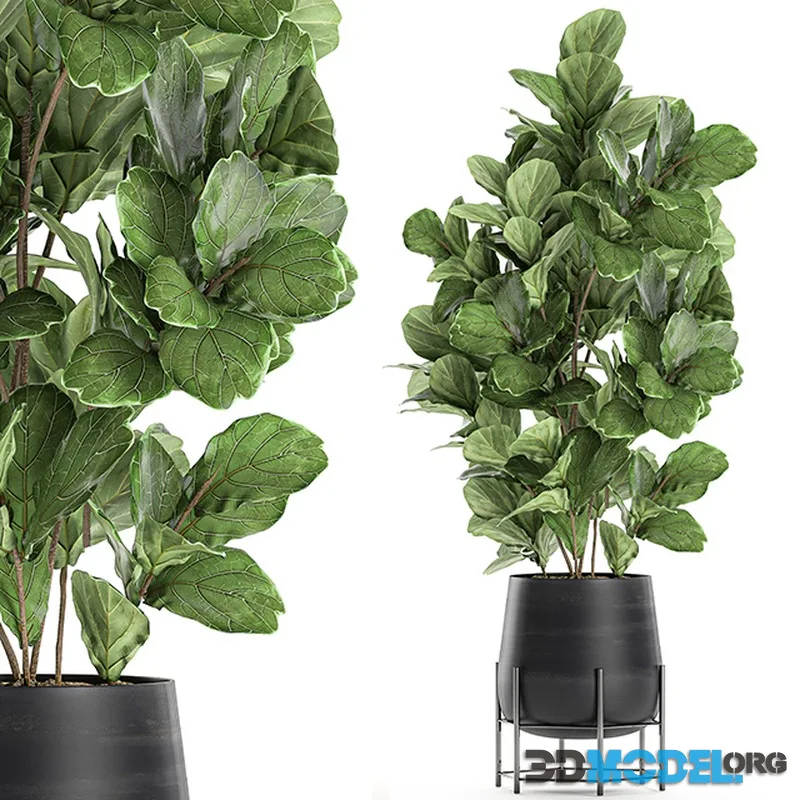 Beautiful lush ficus Ficus lyrata for a corner in a black pot on legs Set 667