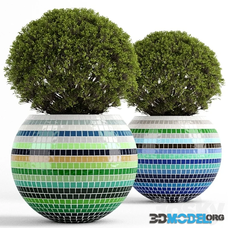 Box tree with Mosaic Pot