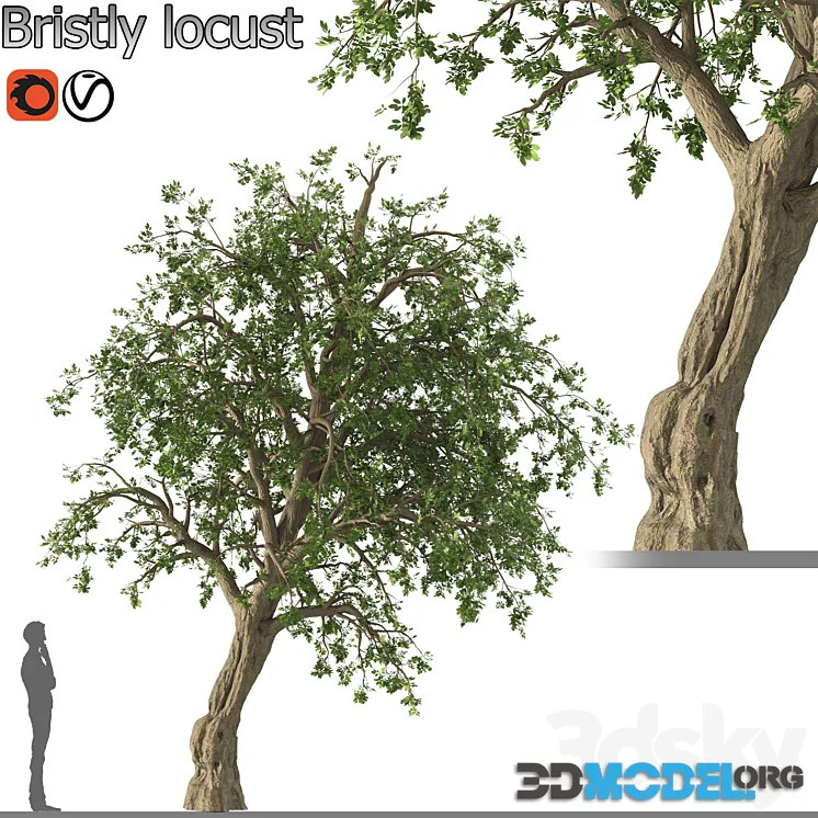 Bristly locust tree (1 Tree)