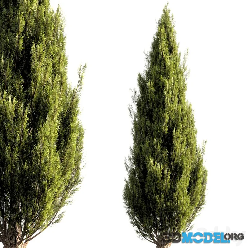 bush tree 016