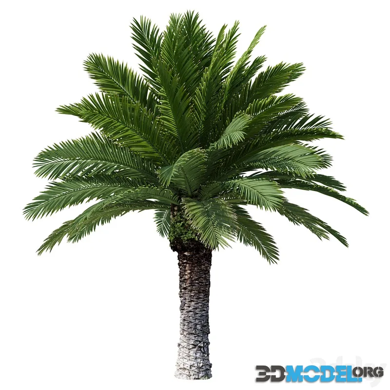 Canarian date Phoenix Canariensis V4 February+December