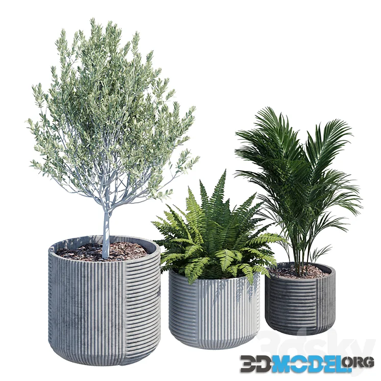 Cecilia, plant