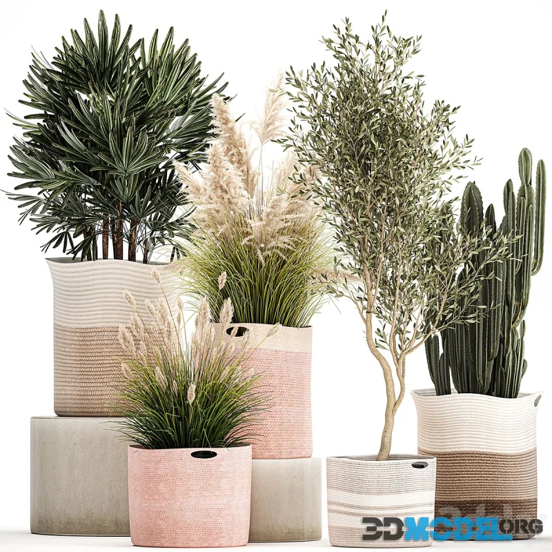 Collection of plants in fabric baskets with Olive, cactus, pampas grass, basket, palm. Set 1093