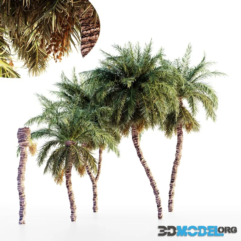 Date palm collection