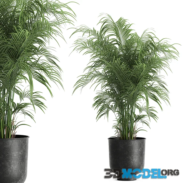 Decorative small lush palm tree in a black metal pot Howea forsteriana , kentia. 900